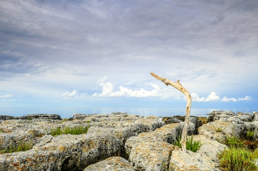 Deadwood washed ashore and stayed in awkward position trapped in the rocks