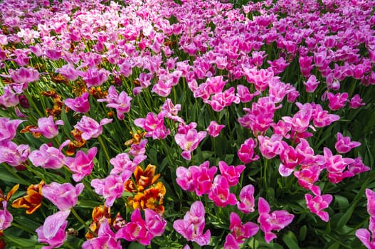 A bed of blooming tulips in botanical garden