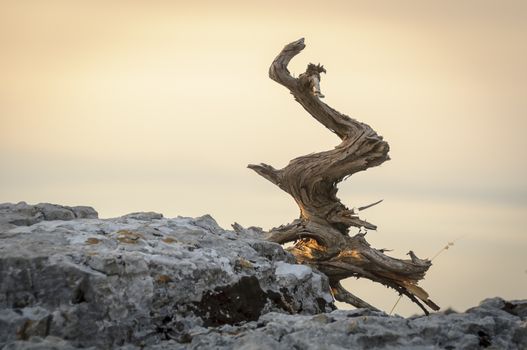 Deadwood on rocks, dried wood that once was a tree