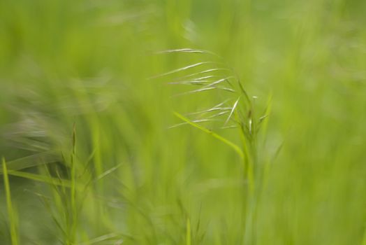 Selective focus - a grass straw in the wind