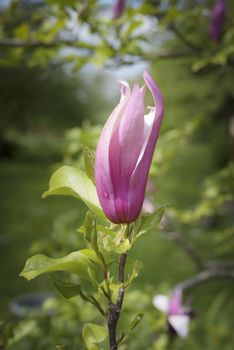 Single magnolia blossom in the morning light, greenery in background