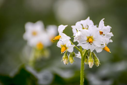 Close up photo of a potato blossom, selective focus