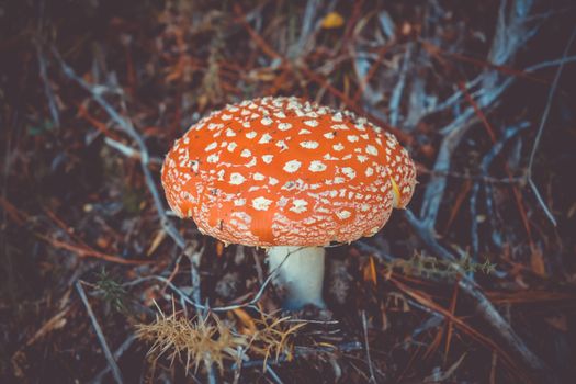 Amanita muscaria. fly agaric toadstool mushroom. Close-up view