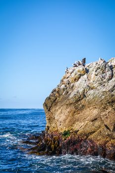 Sea lions on a rock in Kaikoura Bay, New Zealand