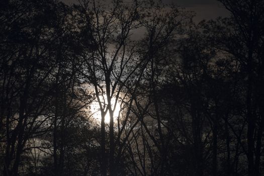 Full moon behind almost naked tree branches and twigs, leaves and twigs slightly moving in wind, selective focus