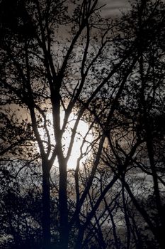 Full moon behind almost naked tree branches and twigs, leaves and twigs slightly moving in wind, selective focus