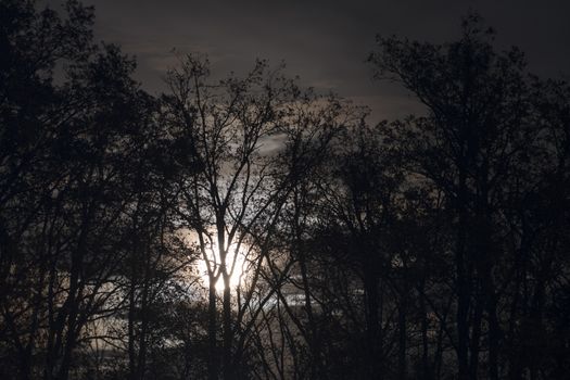 Full moon behind almost naked tree branches and twigs, leaves and twigs slightly moving in wind, selective focus