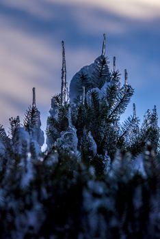 Spruce branches covered with snow and ice. Droplets of ice frozen on spruce needles and twigs, selective focus.