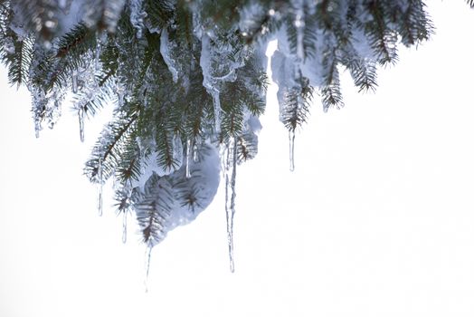 Spruce branches covered with snow and ice. Droplets of ice frozen on spruce needles and twigs, selective focus.