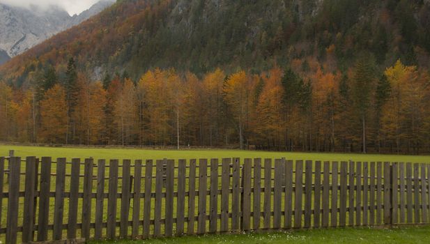 Autumn colors in Logarska dolina, Slovenia. Colorful red, orange and yellow tree foliage, Alps in background, meadow in foreground.