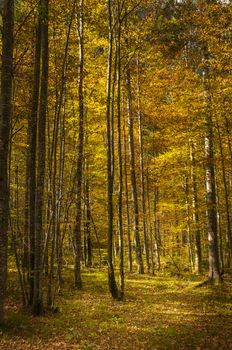 Birch forrest in colorful autumn sunlight, yellow and orange foliage, Logarska dolina, Slovenija