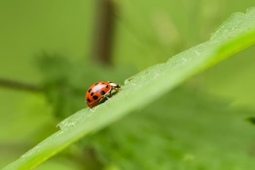 Close up of a ladybug in the forests; shot is not staged