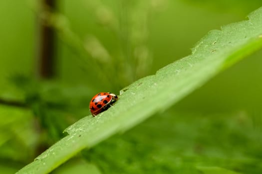 Close up of a ladybug in the forests; shot is not staged