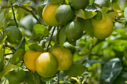 Lemons ripening on tree, close up