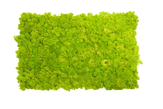 Reindeer moss wall, green wall decoration made of reindeer lichen Cladonia rangiferina