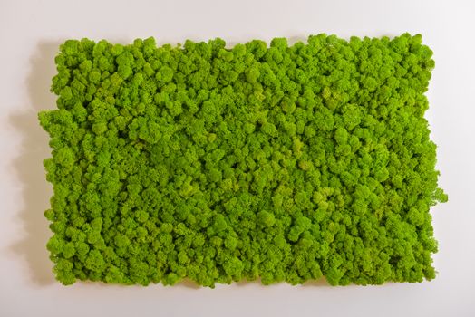 Reindeer moss wall, green wall decoration made of reindeer lichen Cladonia rangiferina