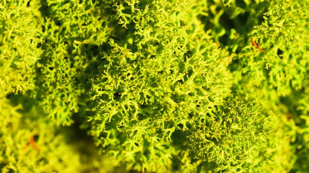 Reindeer moss wall, green wall decoration made of reindeer lichen Cladonia rangiferina