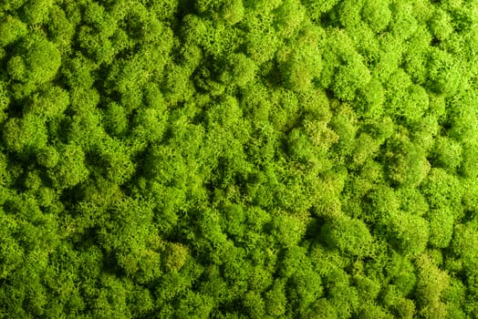 Reindeer moss wall, green wall decoration made of reindeer lichen Cladonia rangiferina