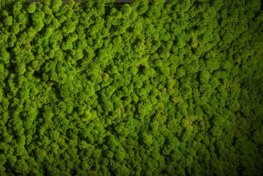 Reindeer moss wall, green wall decoration made of reindeer lichen Cladonia rangiferina