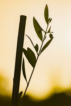 Backlit young olive tree against the sun at sunset, silhuette