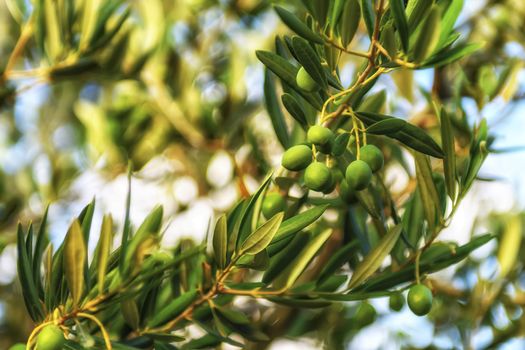 Olive trees, olives and vineyards of Dalmatian island Brac, Croatia