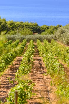 Olive trees, olives and vineyards of Dalmatian island Brac, Croatia