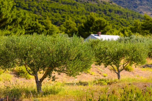 Olive trees, olives and vineyards of Dalmatian island Brac, Croatia
