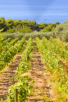 Olive trees, olives and vineyards of Dalmatian island Brac, Croatia