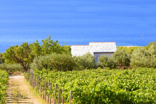 Olive trees, olives and vineyards of Dalmatian island Brac, Croatia