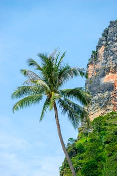palm and rock against the blue sky in Thailand