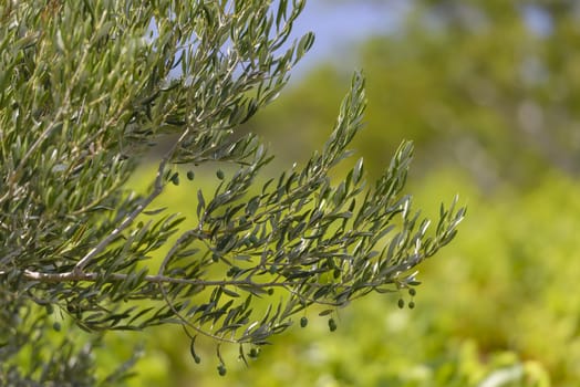 Olive trees, olives and vineyards of Dalmatian island Brac, Croatia