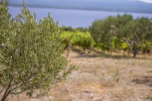 Olive trees, olives and vineyards of Dalmatian island Brac, Croatia