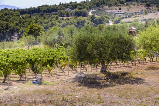 Olive trees, olives and vineyards of Dalmatian island Brac, Croatia