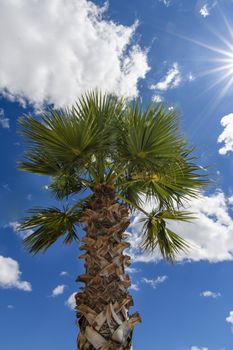 Palm tree against blue sky with white clouds with sunstars