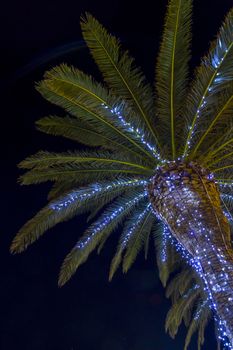 Palm tree against dark night sky and illuminated with led lights