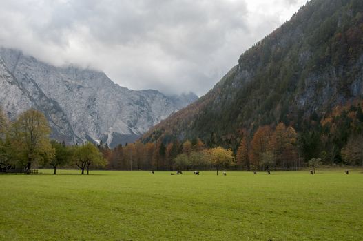 Cattle on pasture, autumn colors, mountains and couds in background; Logarska dolina, Slovenia, European Alps