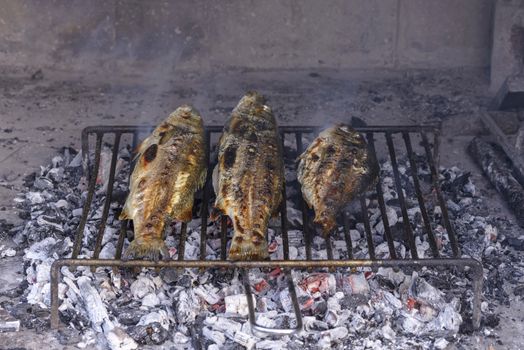 Sea bass grilled the traditional Dalmatian way on steel grill bars on hard wood embers