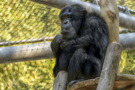 A chimpanzee in zoo with a look of sadness, deep thoughts or... Too many ways to interpret.