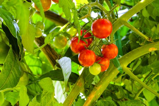 Tomatoes ripening in garden, home gardening