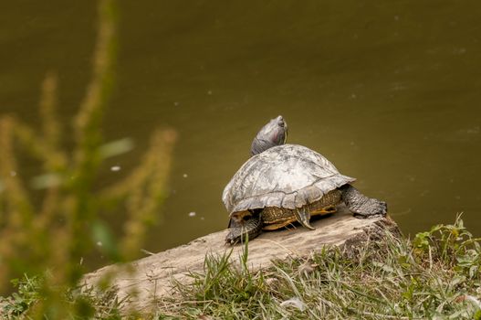 Turtle in outdoor park taking a bath in the sun while resting on wooden stump, water in background
