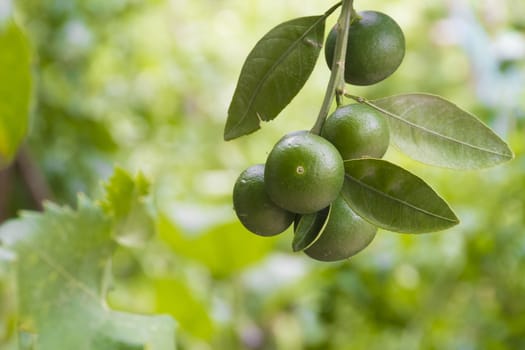 Unripe green mandarines close up on tree branch