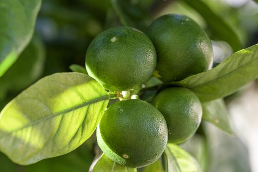 Unripe green mandarines close up on tree branch