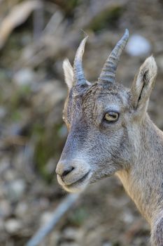 Young alpine ibex, closeup