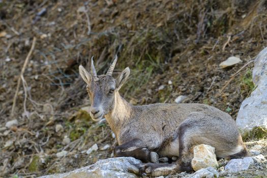 Young alpine ibex, closeup