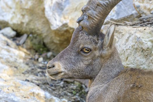 Young alpine ibex, closeup