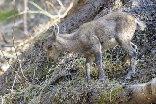 Young alpine ibex, closeup