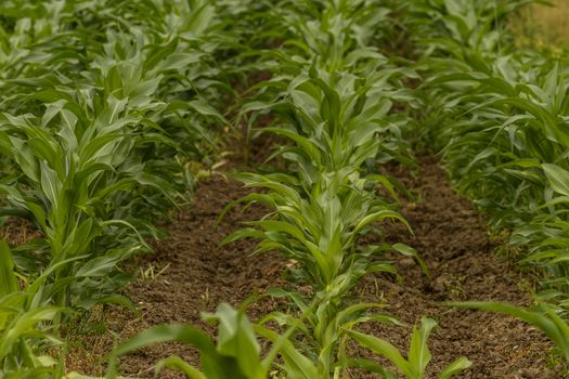 Rows of young corn in a field at sunset, traces of herbicide treatment seen