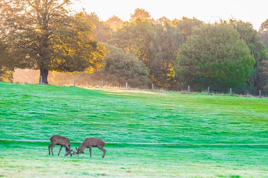 Two red deer stags rutting early in the morning