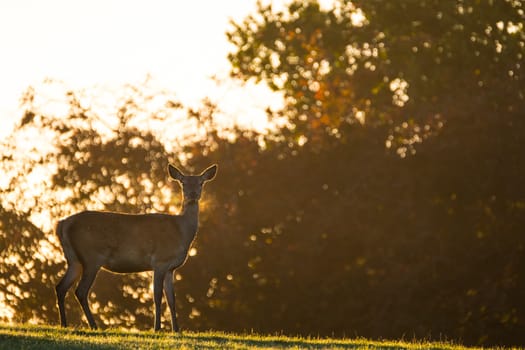 Female red deer in backlit morning golden light