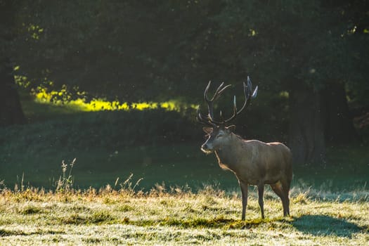 Portrait of red deer stag under golden morning light